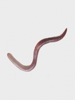 Выползок (упаковка 20 шт)